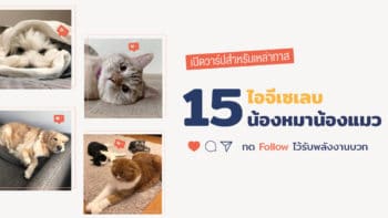 เปิดวาร์ปสำหรับเหล่าทาส 15 ไอจีเซเลบน้องหมาน้องแมว กด Follow ไว้รับพลังงานบวก