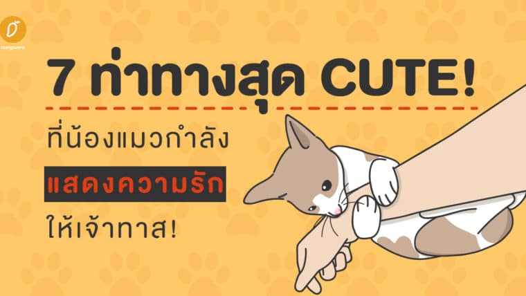 จับสังเกต 7 ท่าทางสุด Cute! ที่น้องแมวกำลังแสดงความรักให้คุณ!