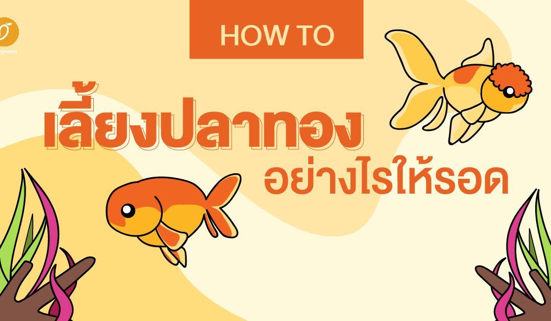 How to เลี้ยงปลาทองอย่างไรให้รอด