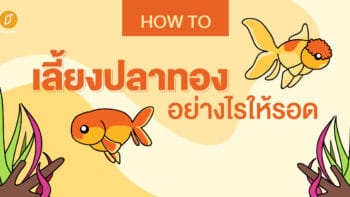 How to เลี้ยงปลาทองอย่างไรให้รอด