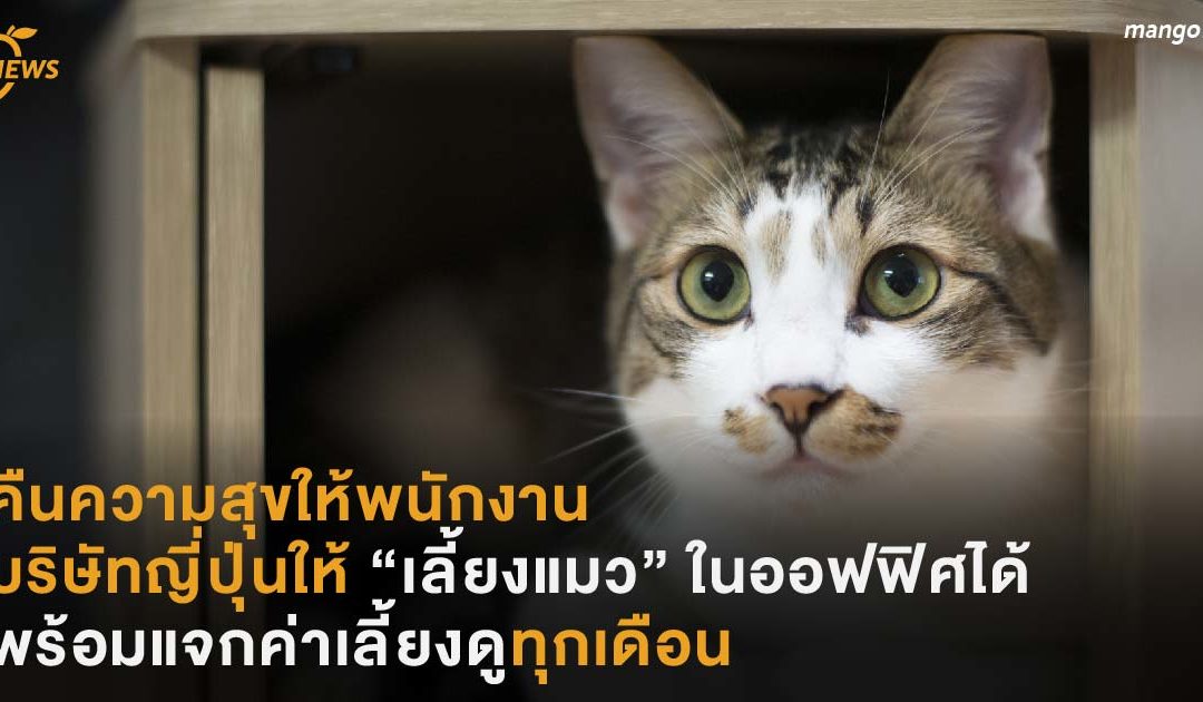 คืนความสุขให้พนักงาน บริษัทญี่ปุ่นให้ “เลี้ยงแมว” ในออฟฟิศได้  พร้อมค่าเลี้ยงดูทุกเดือน