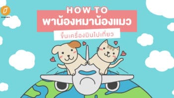 how to พาน้องหมาน้องแมวขึ้นเครื่องบินไปเที่ยว