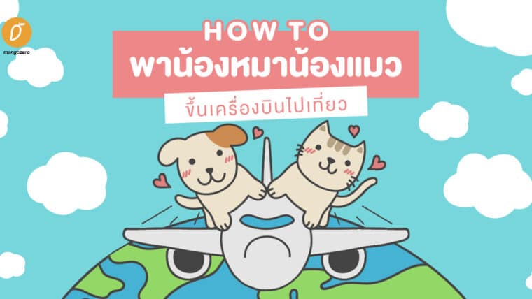 how to พาน้องหมาน้องแมวขึ้นเครื่องบินไปเที่ยว