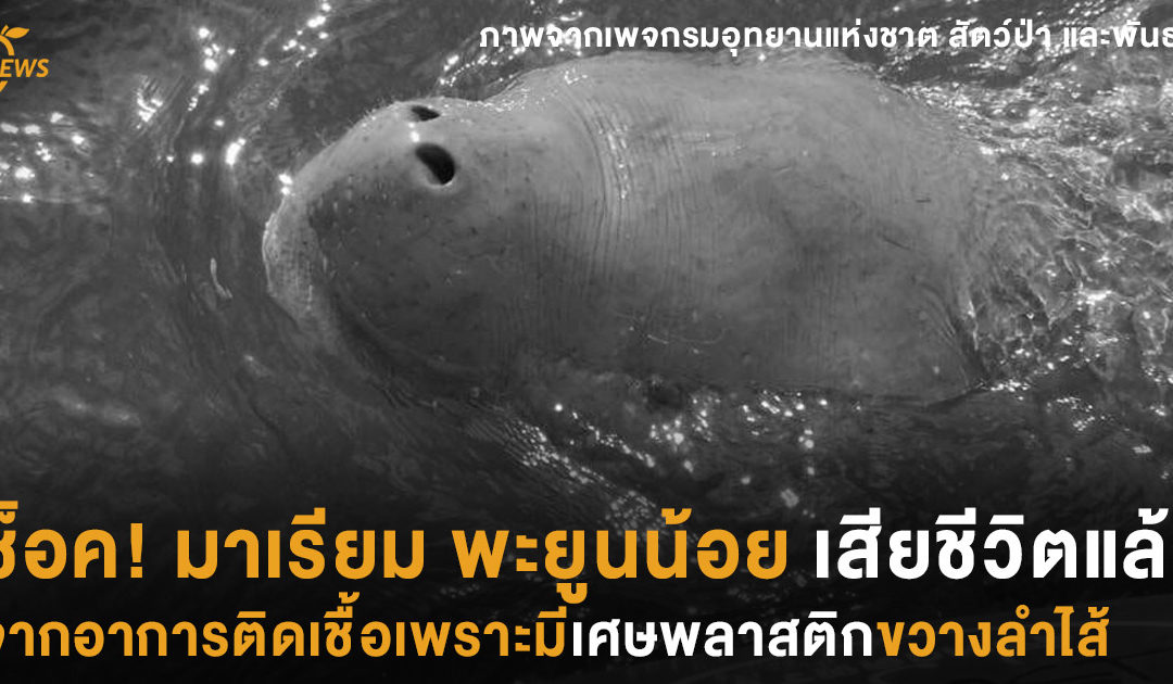 ช็อค! มาเรียม พะยูนน้อย เสียชีวิตแล้วจากอาการติดเชื้อเพราะมีเศษพลาสติกขวางลำไส้