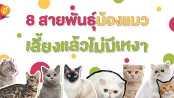 8 สายพันธุ์น้องแมว เลี้ยงแล้วไม่มีเหงา