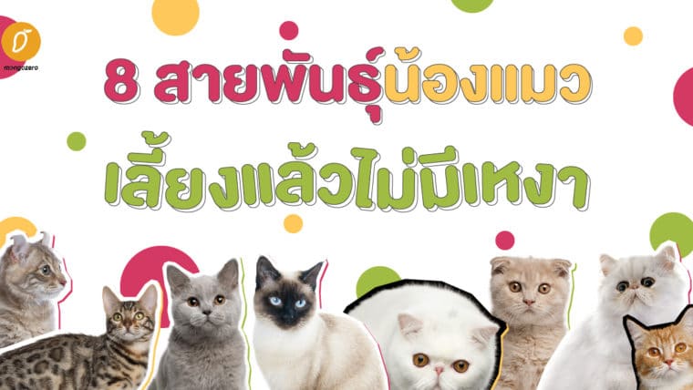 8 สายพันธุ์น้องแมว เลี้ยงแล้วไม่มีเหงา