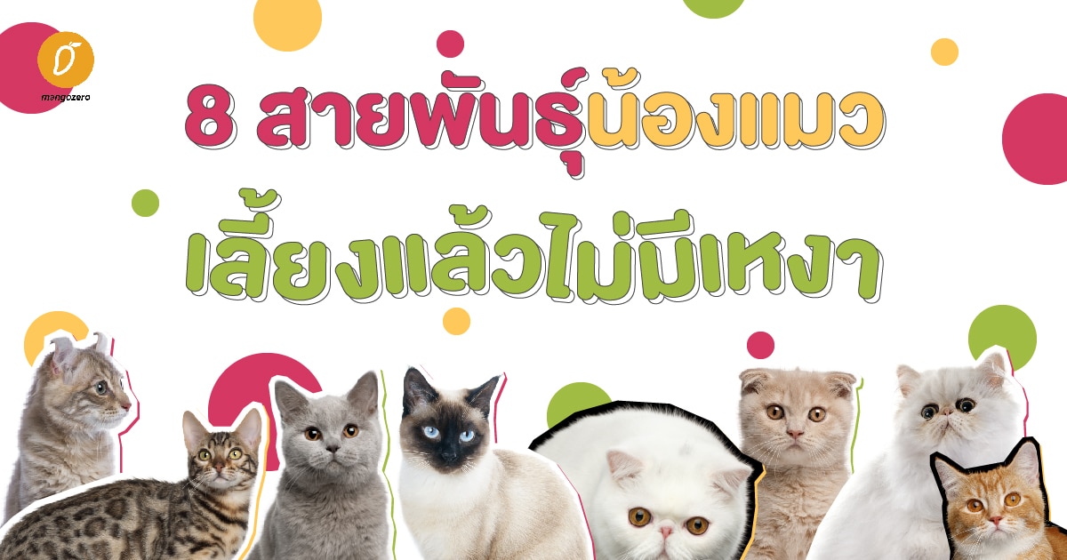 8 สายพันธุ์น้องแมว เลี้ยงแล้วไม่มีเหงา 8 สายพันธุ์น้องแมว เลี้ยงแล้วไม่มีเหงา