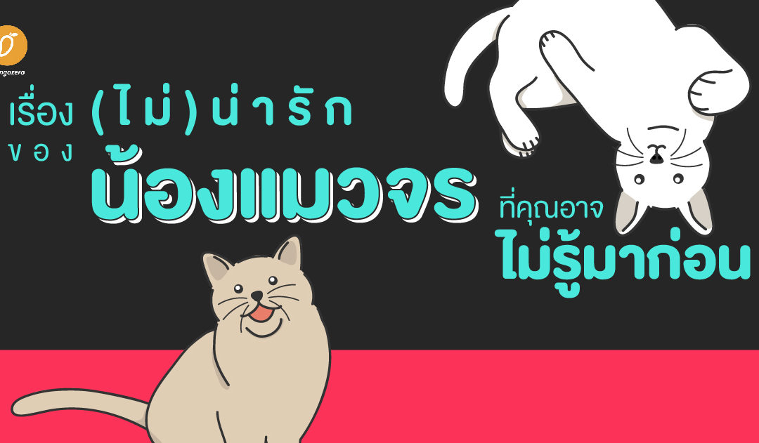 เรื่อง (ไม่) น่ารักของน้องแมวจรที่คุณอาจไม่รู้มาก่อน