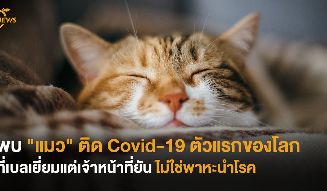 พบ “แมว” ติด Covid-19 ตัวแรกของโลก ที่เบลเยี่ยม แต่เจ้าหน้าที่ยัน ไม่ใช่พาหะนำโรค