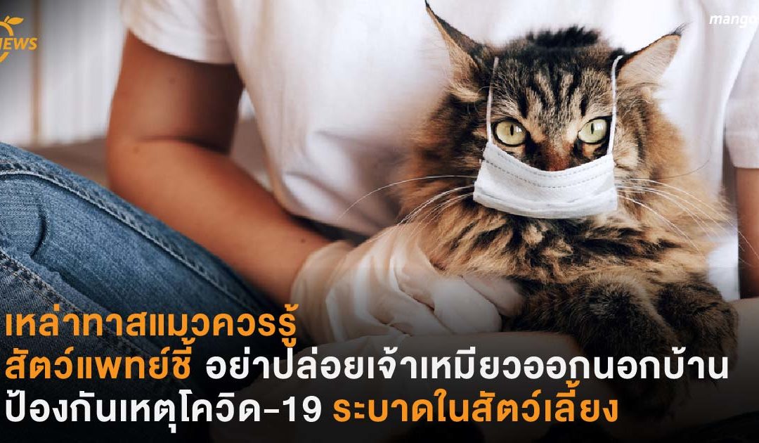เหล่าทาสแมวควรรู้  สัตว์แพทย์ชี้ อย่าปล่อยเจ้าเหมียวออกนอกบ้าน ป้องกันเหตุโควิด-19 ระบาดในสัตว์เลี้ยง