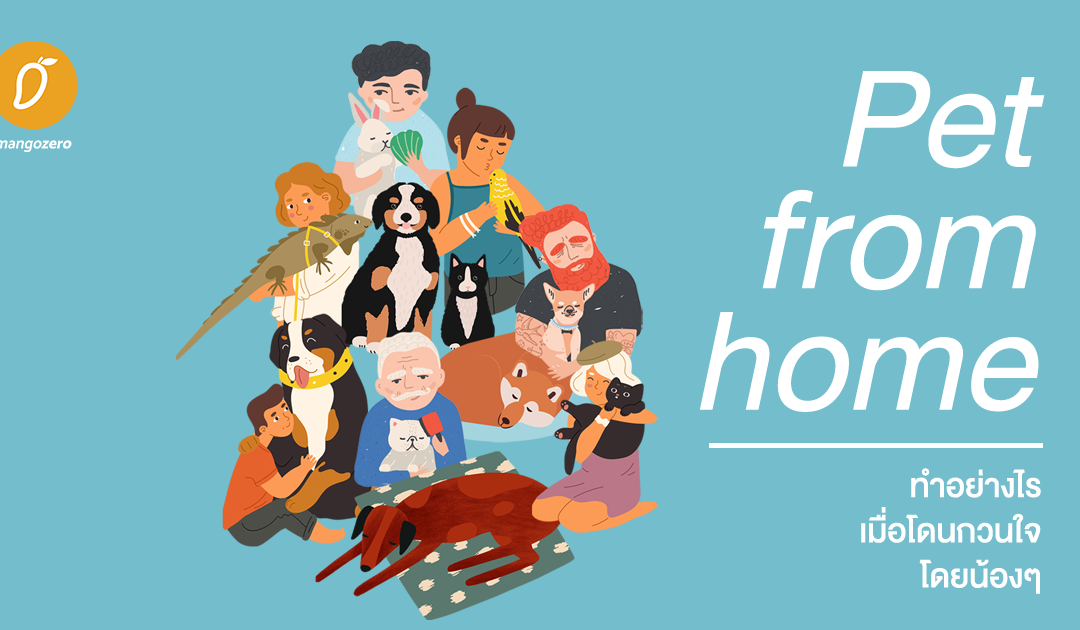 Pet from home – ทำอย่างไร เมื่อโดนกวนใจโดยน้องๆ