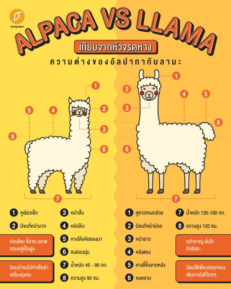 ALPACA VS LLAMA เทียบจากหัวจรดหาง ความต่างของอัลปากากับลามะ