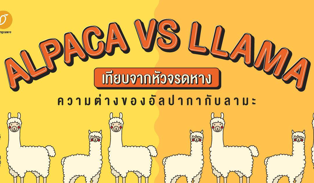 ALPACA VS LLAMA เทียบจากหัวจรดหาง ความต่างของอัลปากากับลามะ