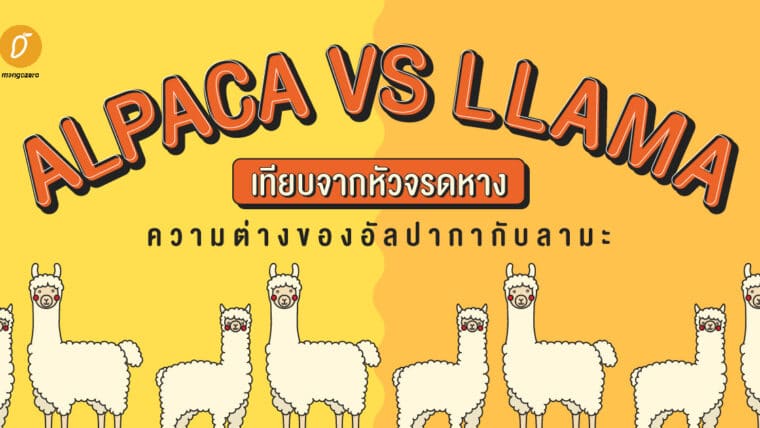 ALPACA VS LLAMA เทียบจากหัวจรดหาง ความต่างของอัลปากากับลามะ