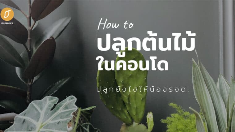 How to ปลูกต้นไม้ในคอนโด ปลูกยังไงให้น้องรอด!
