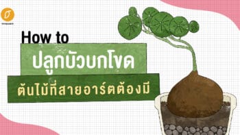 How to ปลูกบัวบกโขด ต้นไม้ที่สายอาร์ตต้องมี