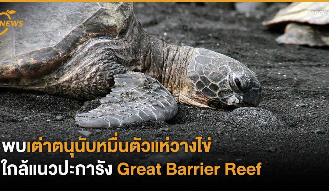 พบเต่าตนุนับหมื่นตัว แห่วางไข่ใกล้แนวปะการัง Great Barrier Reef