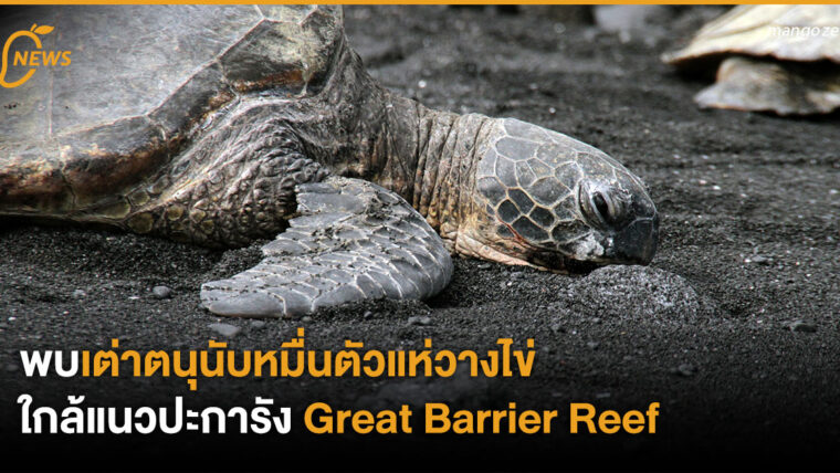 พบเต่าตนุนับหมื่นตัว แห่วางไข่ใกล้แนวปะการัง Great Barrier Reef