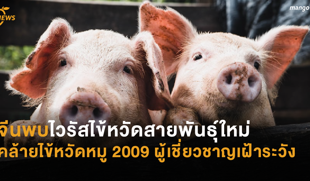 จีนพบไวรัสไข้หวัดสายพันธุ์ใหม่ คล้ายไข้หวัดหมู 2009 ผู้เชี่ยวชาญเฝ้าระวัง