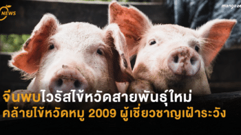 จีนพบไวรัสไข้หวัดสายพันธุ์ใหม่ คล้ายไข้หวัดหมู 2009 ผู้เชี่ยวชาญเฝ้าระวัง