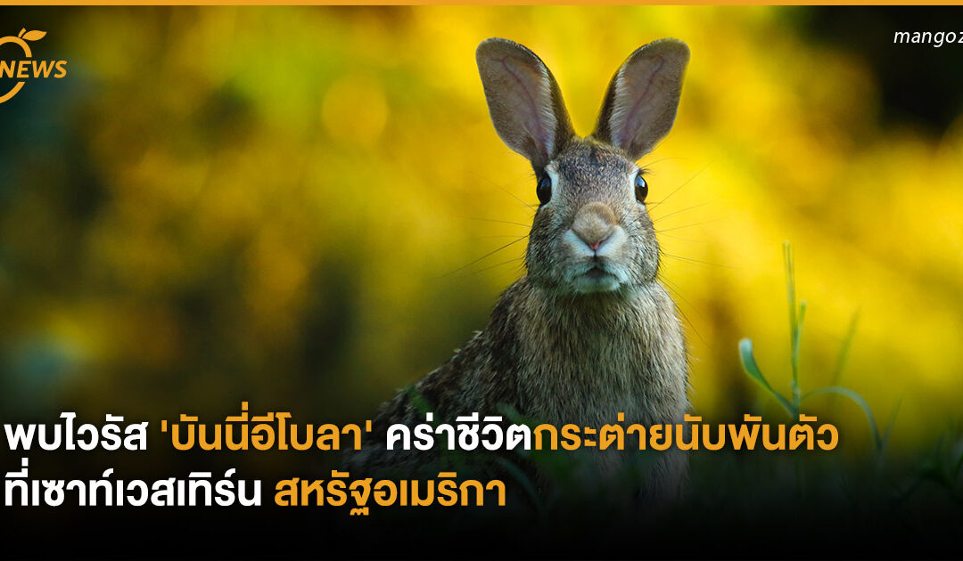 พบไวรัส ‘บันนี่อีโบลา’ คร่าชีวิตกระต่ายนับพันตัว ที่เซาท์เวสเทิร์น สหรัฐอเมริกา