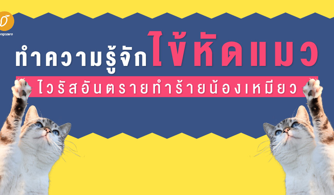 ทำความรู้จักไข้หัดแมว ไวรัสอันตรายทำร้ายน้องเหมียว