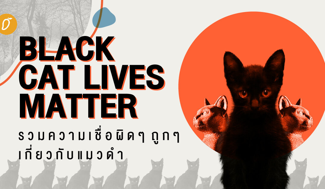 Black Cat Lives Matter รวมความเชื่อผิดๆ ถูกๆ เกี่ยวกับแมวดำ 