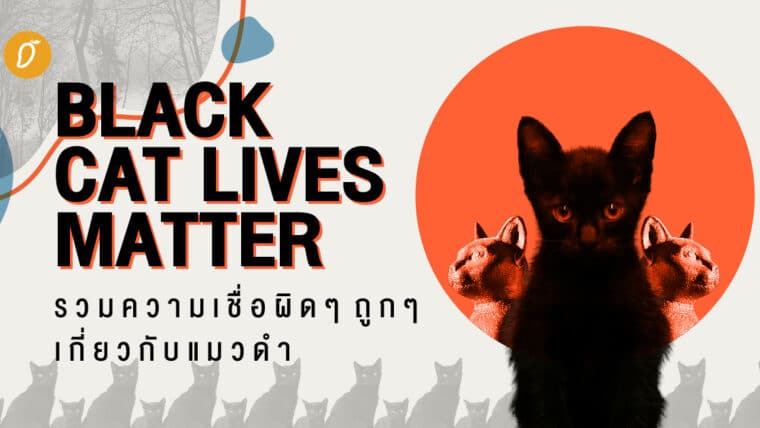 Black Cat Lives Matter รวมความเชื่อผิดๆ ถูกๆ เกี่ยวกับแมวดำ 