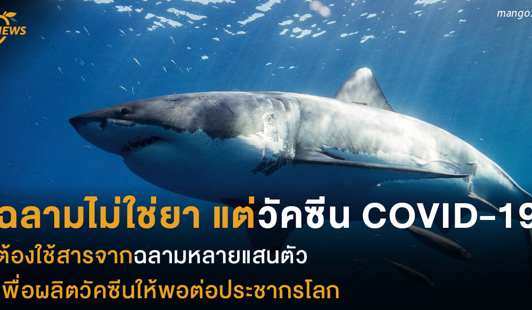 ฉลามไม่ใช่ยา แต่วัคซีน COVID-19 ต้องใช้สารจากฉลามหลายแสนตัว เพื่อผลิตวัคซีนให้พอต่อประชากรโลก