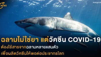 ฉลามไม่ใช่ยา แต่วัคซีน COVID-19 ต้องใช้สารจากฉลามหลายแสนตัว เพื่อผลิตวัคซีนให้พอต่อประชากรโลก