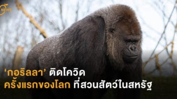 ‘กอริลลา’ ติดโควิด  ครั้งแรกของโลก ที่สวนสัตว์สหรัฐ