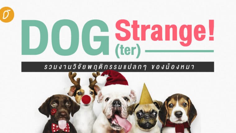 Dog(ter) Strange! รวมงานวิจัยพฤติกรรมแปลกๆ ของน้องหมา