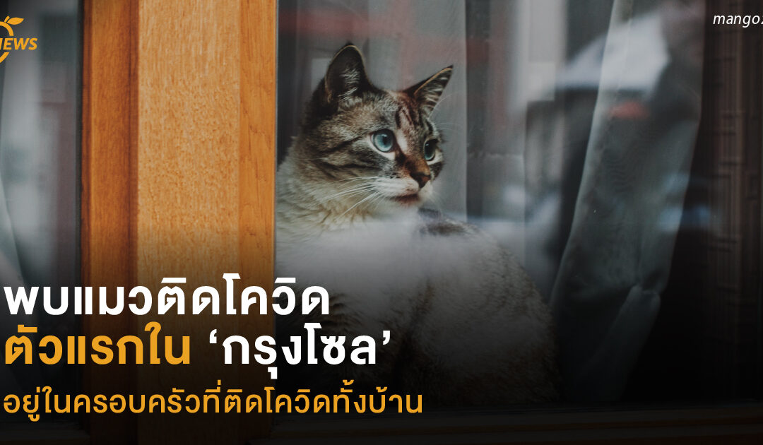 พบ ‘แมว’ ติดโควิด ตัวแรกใน ‘กรุงโซล’  อยู่ในครอบครัวที่ติดโควิดทั้งบ้าน