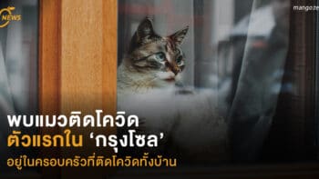 พบ ‘แมว’ ติดโควิด ตัวแรกใน ‘กรุงโซล’  อยู่ในครอบครัวที่ติดโควิดทั้งบ้าน