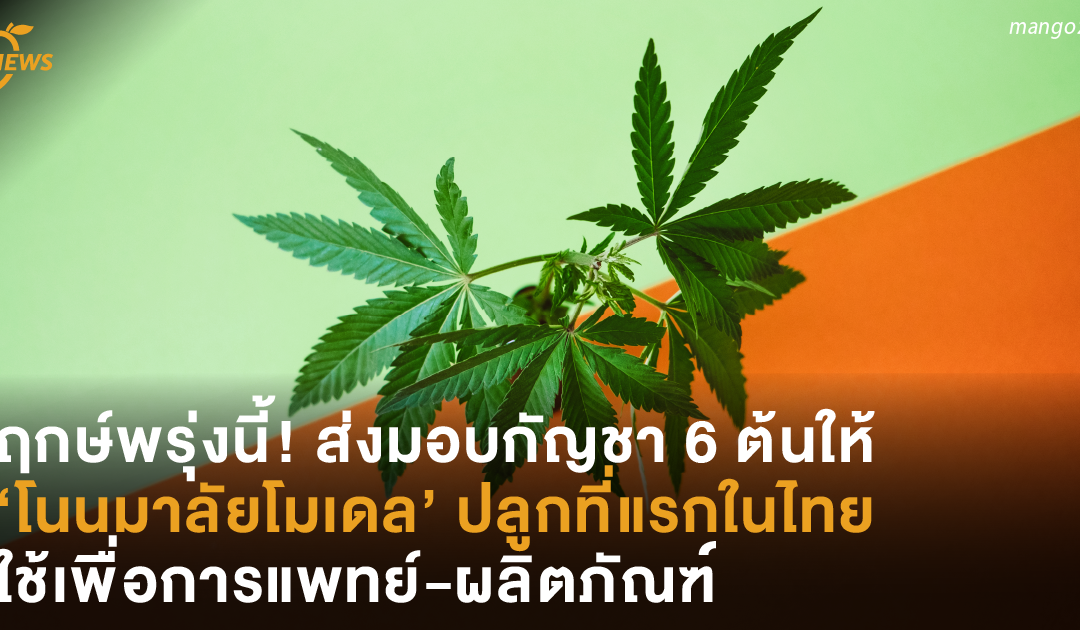 ฤกษ์พรุ่งนี้! ส่งมอบกัญชา 6 ต้นให้ ‘โนนมาลัยโมเดล’ ปลูกที่แรกในไทย ใช้เพื่อการแพทย์-ผลิตภัณฑ์