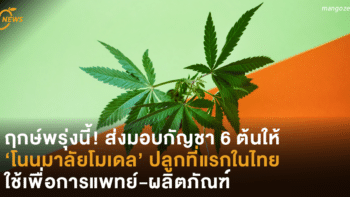 ฤกษ์พรุ่งนี้! ส่งมอบกัญชา 6 ต้นให้ ‘โนนมาลัยโมเดล’ ปลูกที่แรกในไทย ใช้เพื่อการแพทย์-ผลิตภัณฑ์