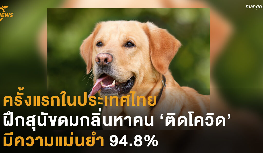 ครั้งแรกในประเทศไทย ฝึกสุนัขดมกลิ่นหาคน ‘ติดโควิด’ มีความแม่นยำ 94.8%