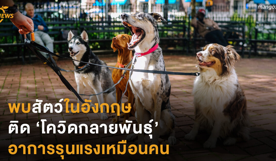 พบสัตว์ในอังกฤษ  ติด ‘โควิดกลายพันธุ์’  อาการรุนแรงเหมือนคน