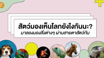 สัตว์มองเห็นโลกยังไงกันนะ? มาลองมองสิ่งต่าง ๆ ผ่านสายตาสัตว์กัน