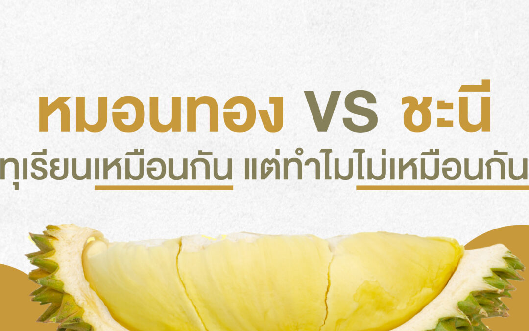 หมอนทอง VS ชะนี ทุเรียนเหมือนกัน แต่ทำไมไม่เหมือนกัน