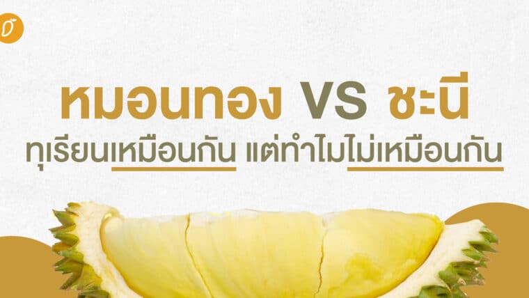 หมอนทอง VS ชะนี ทุเรียนเหมือนกัน แต่ทำไมไม่เหมือนกัน