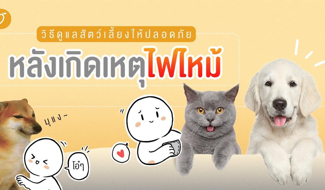 วิธีดูแลสัตว์เลี้ยงหลังเกิดเหตุไฟไหม้ ให้น้องปลอดภัย