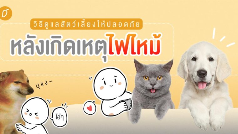 วิธีดูแลสัตว์เลี้ยงหลังเกิดเหตุไฟไหม้ ให้น้องปลอดภัย