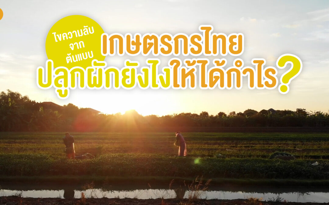 ไขความลับจากต้นแบบ เกษตรกรไทยปลูกผักยังไงให้ได้กำไร
