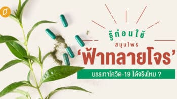 รู้ก่อนใช้...สมุนไพร ‘ฟ้าทลายโจร’ บรรเทาโควิด-19 ได้จริงไหม ?