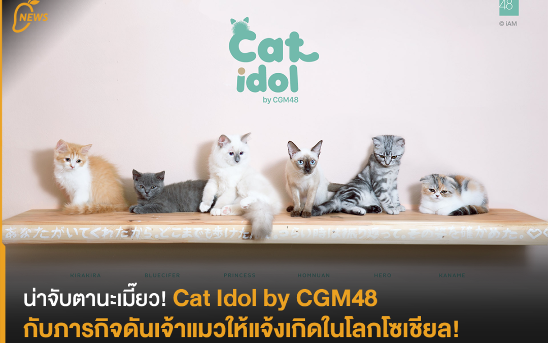 น่าจับตานะเมี๊ยว! Cat Idol by CGM48 กับภารกิจดันเจ้าแมวให้แจ้งเกิดในโลกโซเชียล!