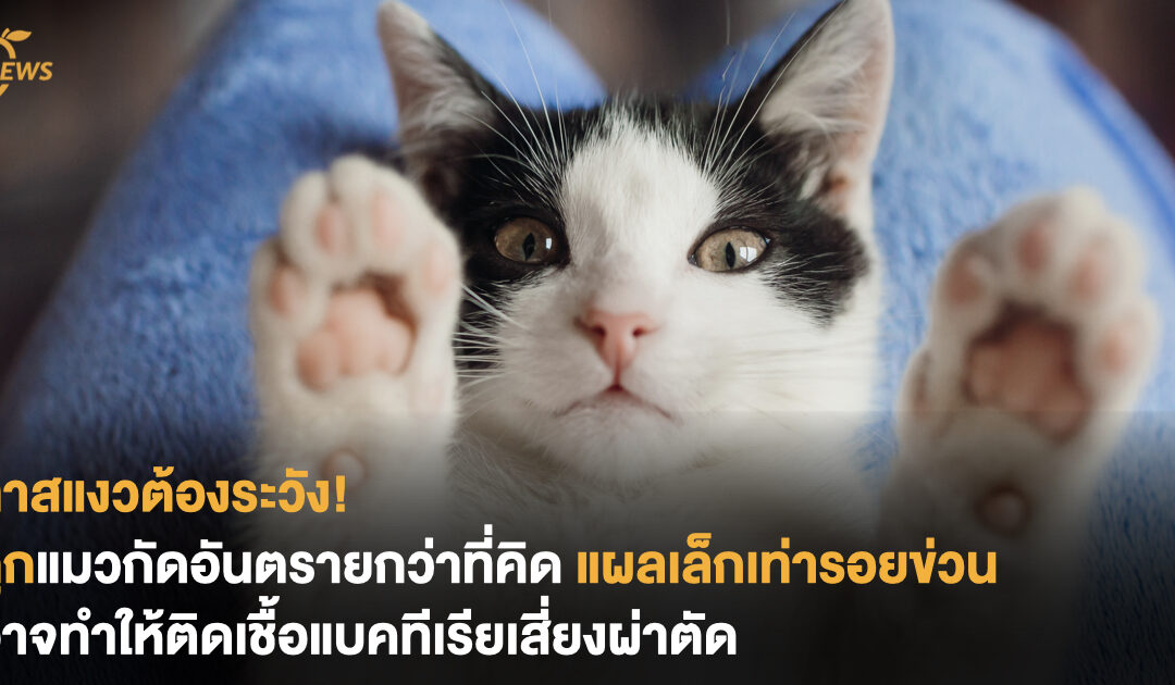 ทาสแมวต้องระวัง! ถูกแมวกัดอันตรายกว่าที่คิด แผลเล็กเท่ารอยข่วนอาจทำให้ติดเชื้อแบคทีเรียเสี่ยงผ่าตัด