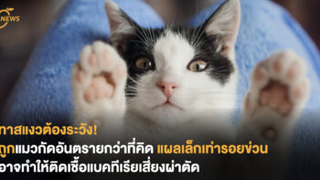 ทาสแมวต้องระวัง! ถูกแมวกัดอันตรายกว่าที่คิด แผลเล็กเท่ารอยข่วนอาจทำให้ติดเชื้อแบคทีเรียเสี่ยงผ่าตัด
