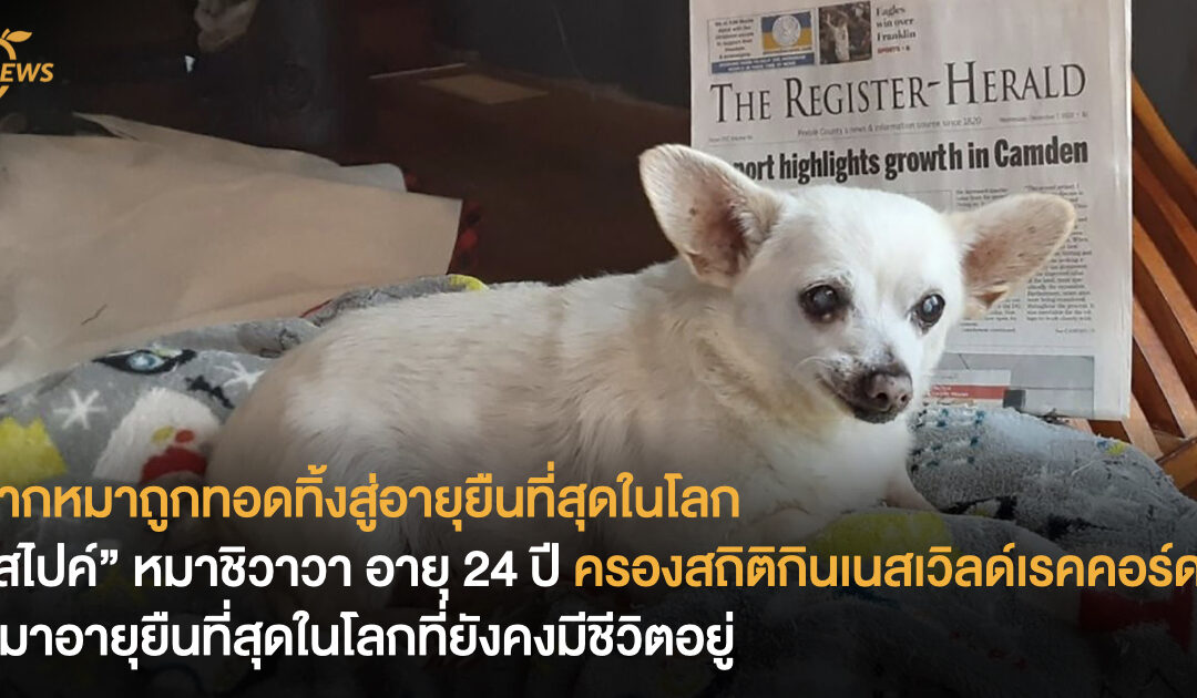 จากหมาถูกทอดทิ้งสู่อายุยืนที่สุดในโลก “สไปค์” หมาชิวาวา อายุ 24 ปี ครองสถิติกินเนสเวิลด์เรคคอร์ด หมาอายุยืนที่สุดในโลกที่ยังคงมีชีวิตอยู่