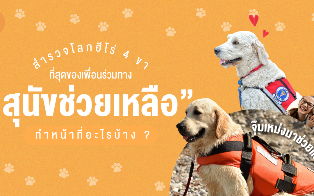 สำรวจโลกฮีโร่ 4 ขา ที่สุดของเพื่อนร่วมทาง “สุนัขช่วยเหลือ” ทำหน้าที่อะไรบ้าง ?